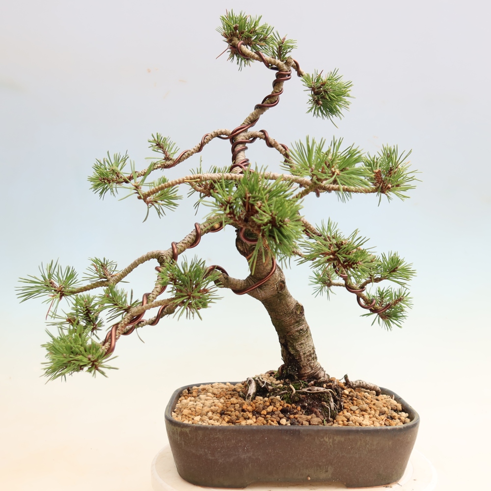 Bonsai für den Außenbereich – Pinus mugo Humpy – Zwergkiefer