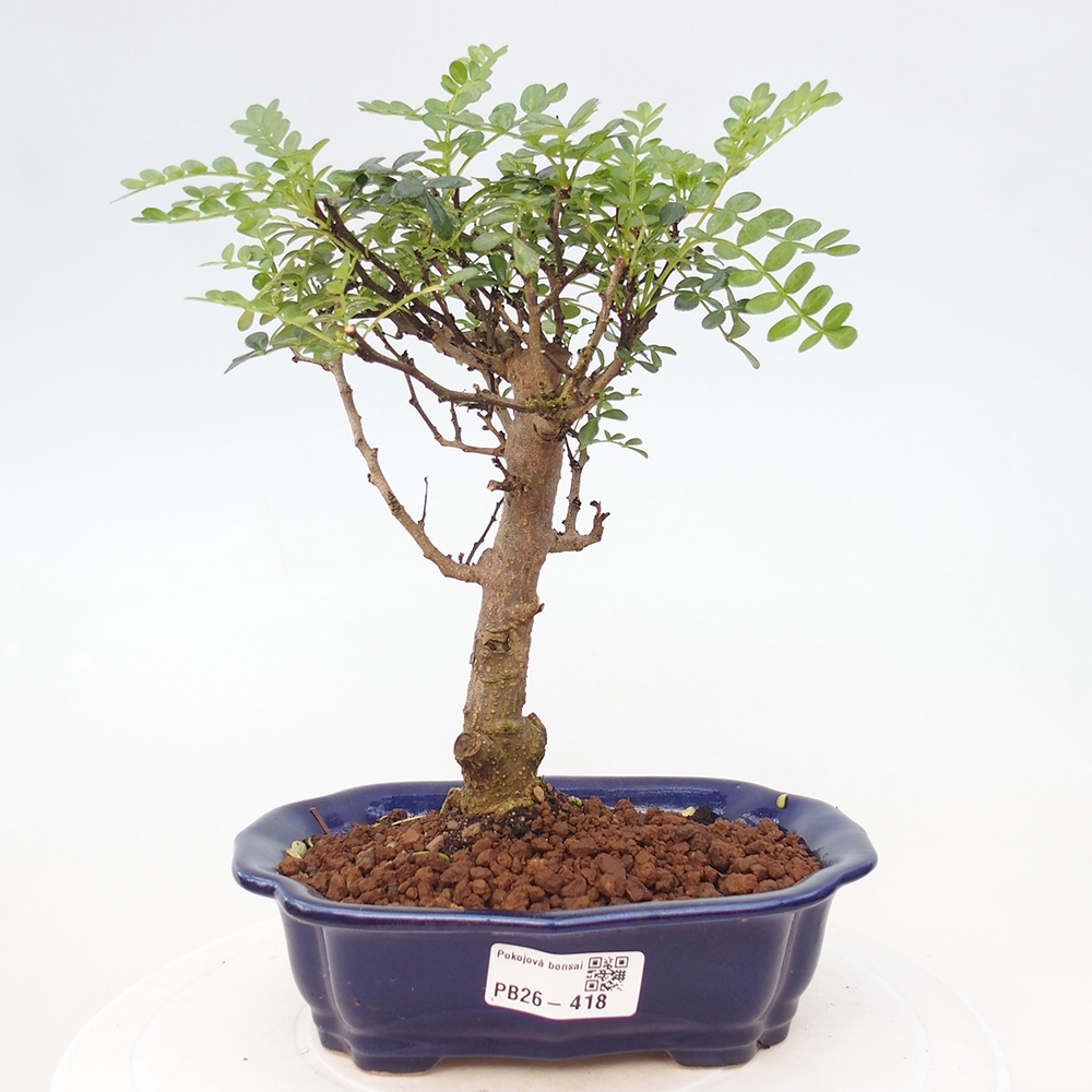 Zimmer Bonsai - Zantoxylum piperitum - Pfefferbaum
