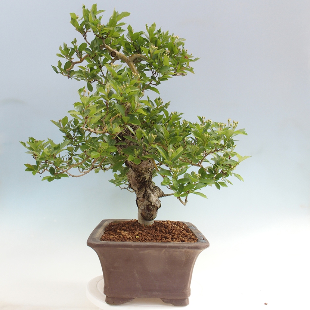 Bonsai im Freien - Weißdorn - Crataegus cuneata