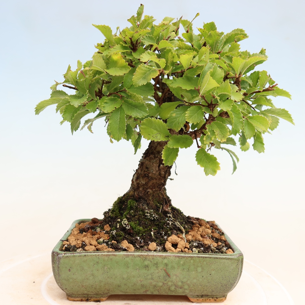 Bonsai für draußen - Zelkova - Zelkova NIRE