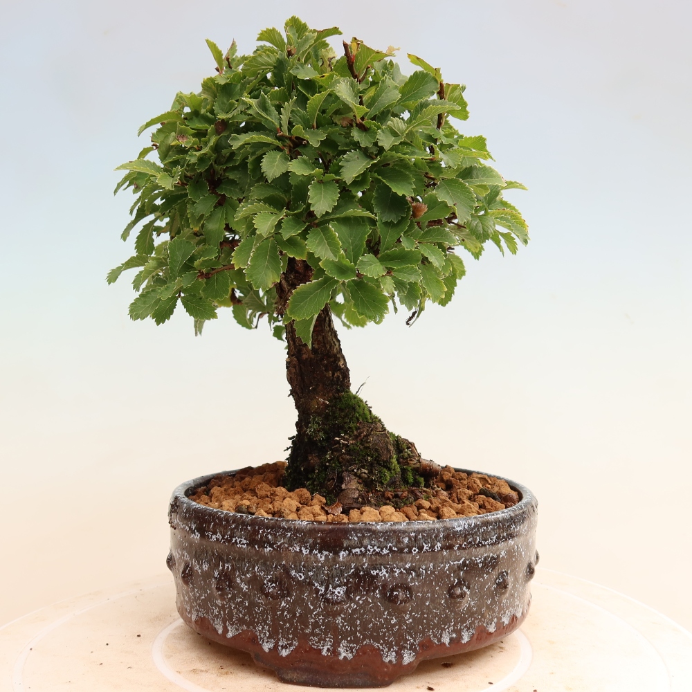Bonsai für draußen - Zelkova - Zelkova NIRE