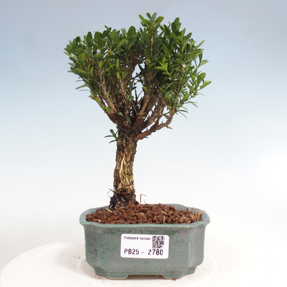 Zimmer Bonsai - Buxus harlandii - Kork Buchsbaum