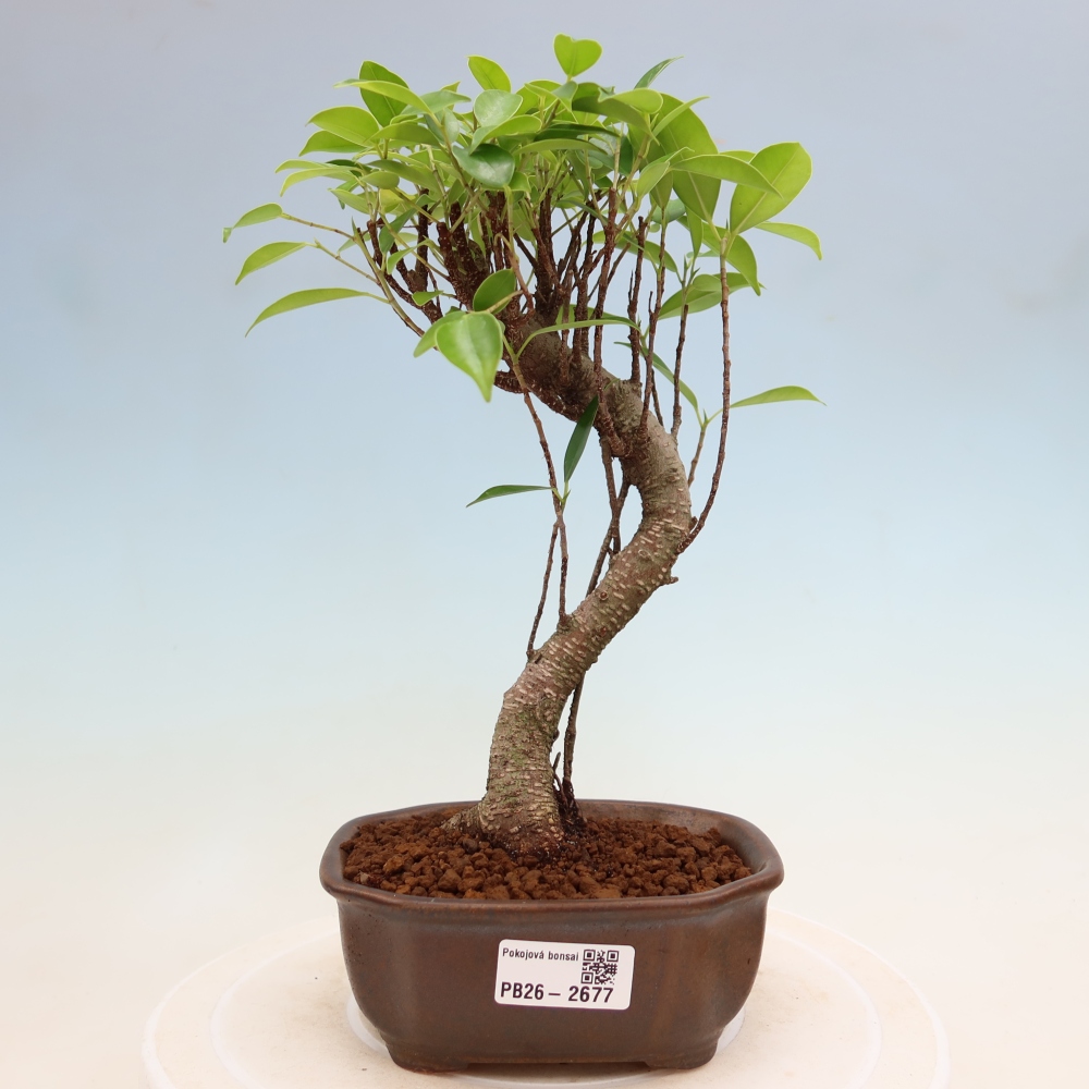 Zimmerbonsai - Ficus kimmen - Kleinblättriger Ficus