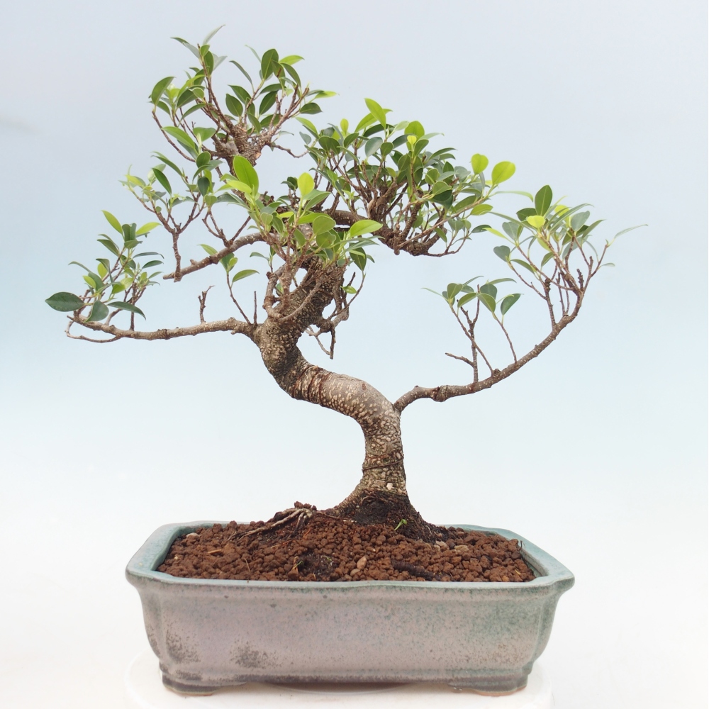 Zimmerbonsai - Ficus kimmen - Kleinblättriger Ficus