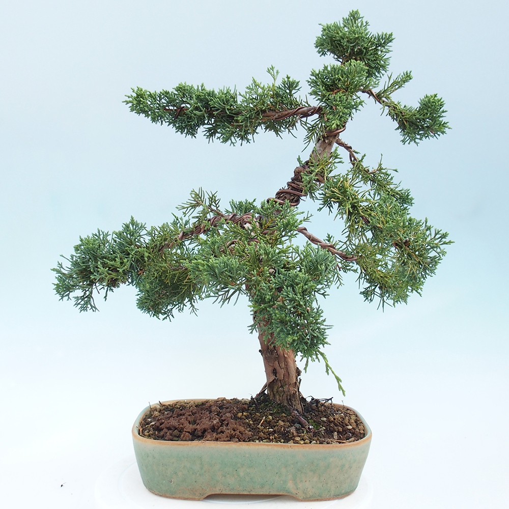 Outdoor-Bonsai - Juniperus chinensis Kishu - Chinesischer Wacholder