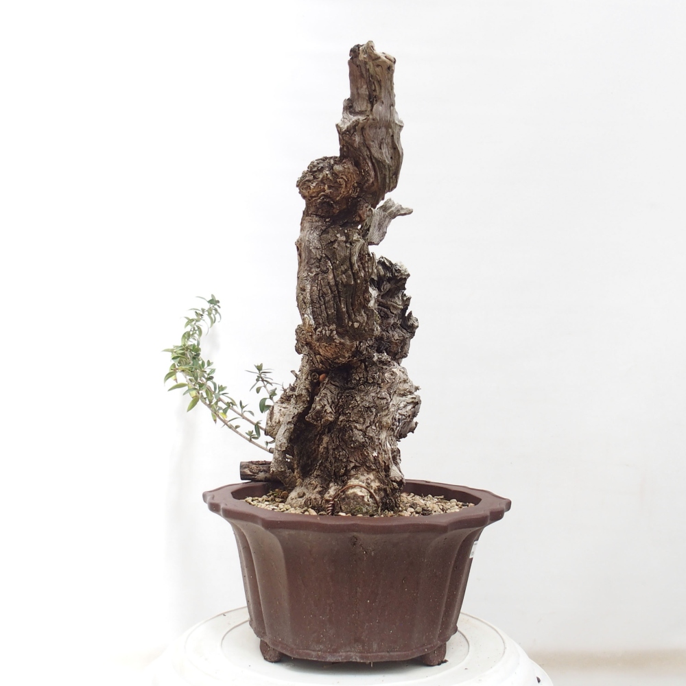 Indoor-Bonsai - Olea europaea sylvestris - Europäisches kleinblättriges Olivenöl