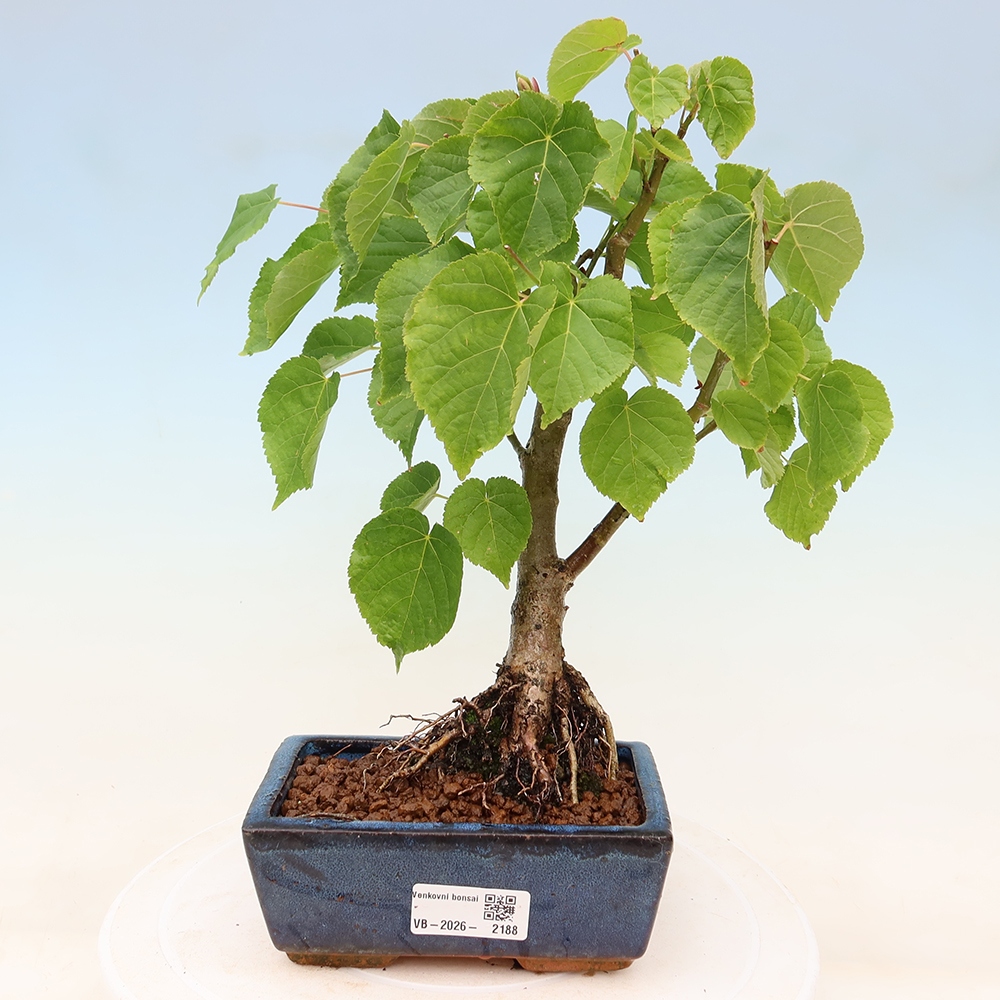 Bonsai für den Außenbereich – Herzblättrige Linde – Tilia cordata