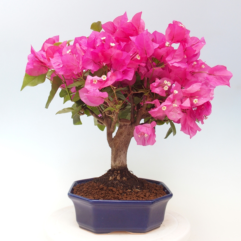 Indoor Bonsai - Bouganwilea