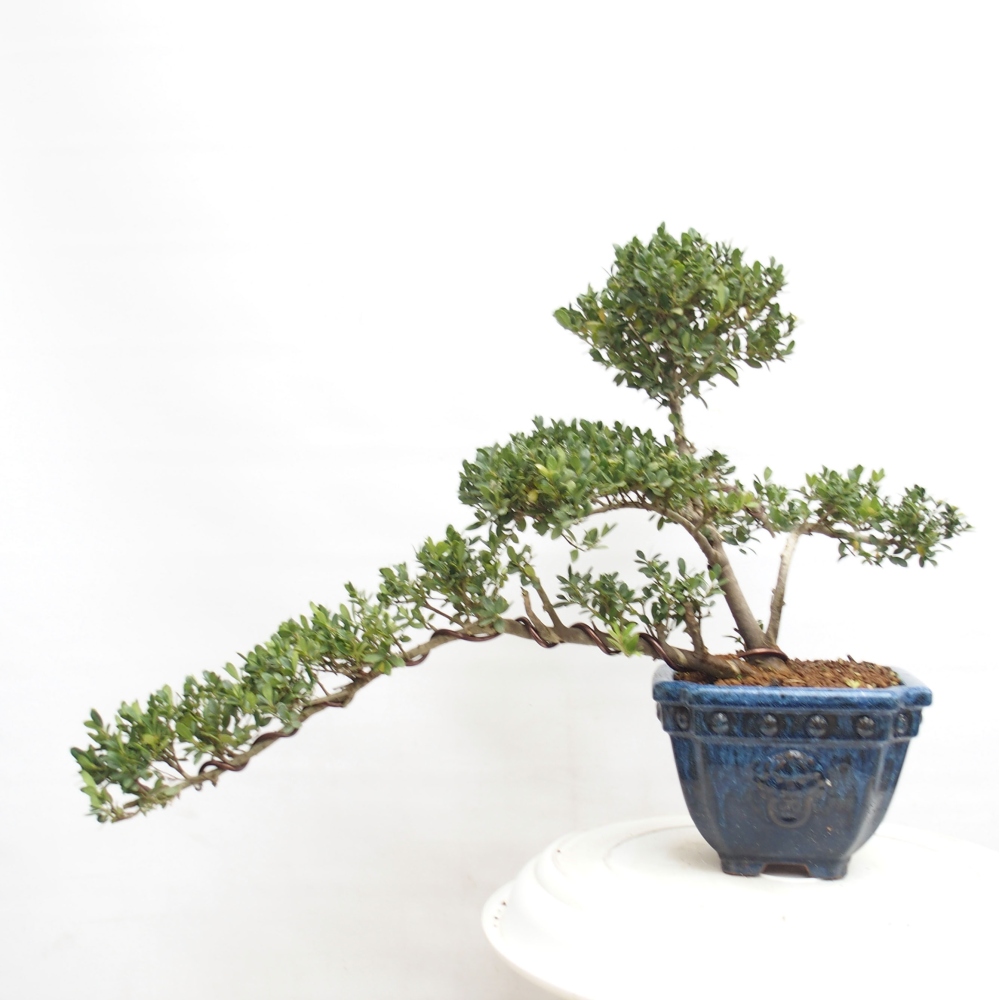Zimmerbonsai - Ilex crenata - Holly