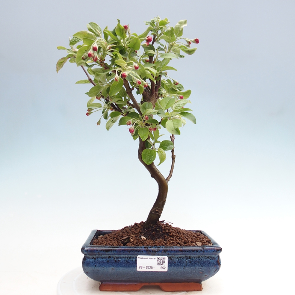 Bonsai im Freien - Malus halliana - Kleinfruchtiger Apfelbaum