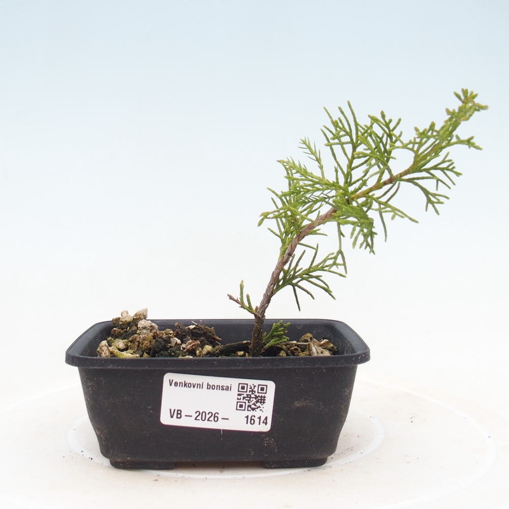 Bonsai für draußen - Juniperus chinensis Itoigawa