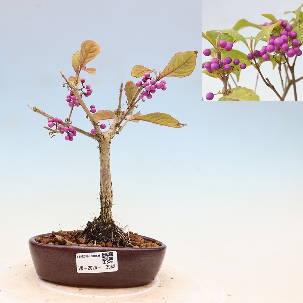 Outdoor-Bonsai - Callicarpa bodinierova Wucherung