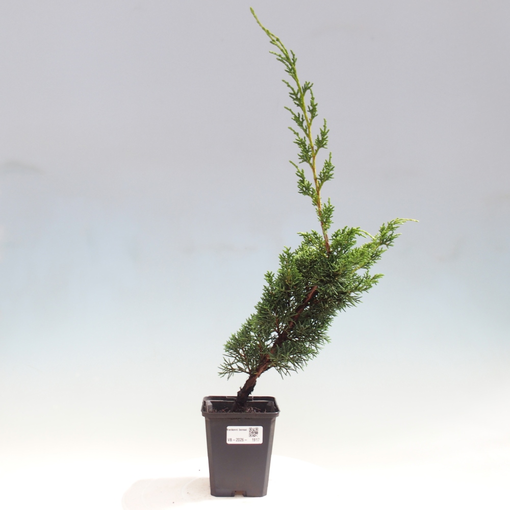 Bonsai für draußen - Juniperus chinensis Kishu