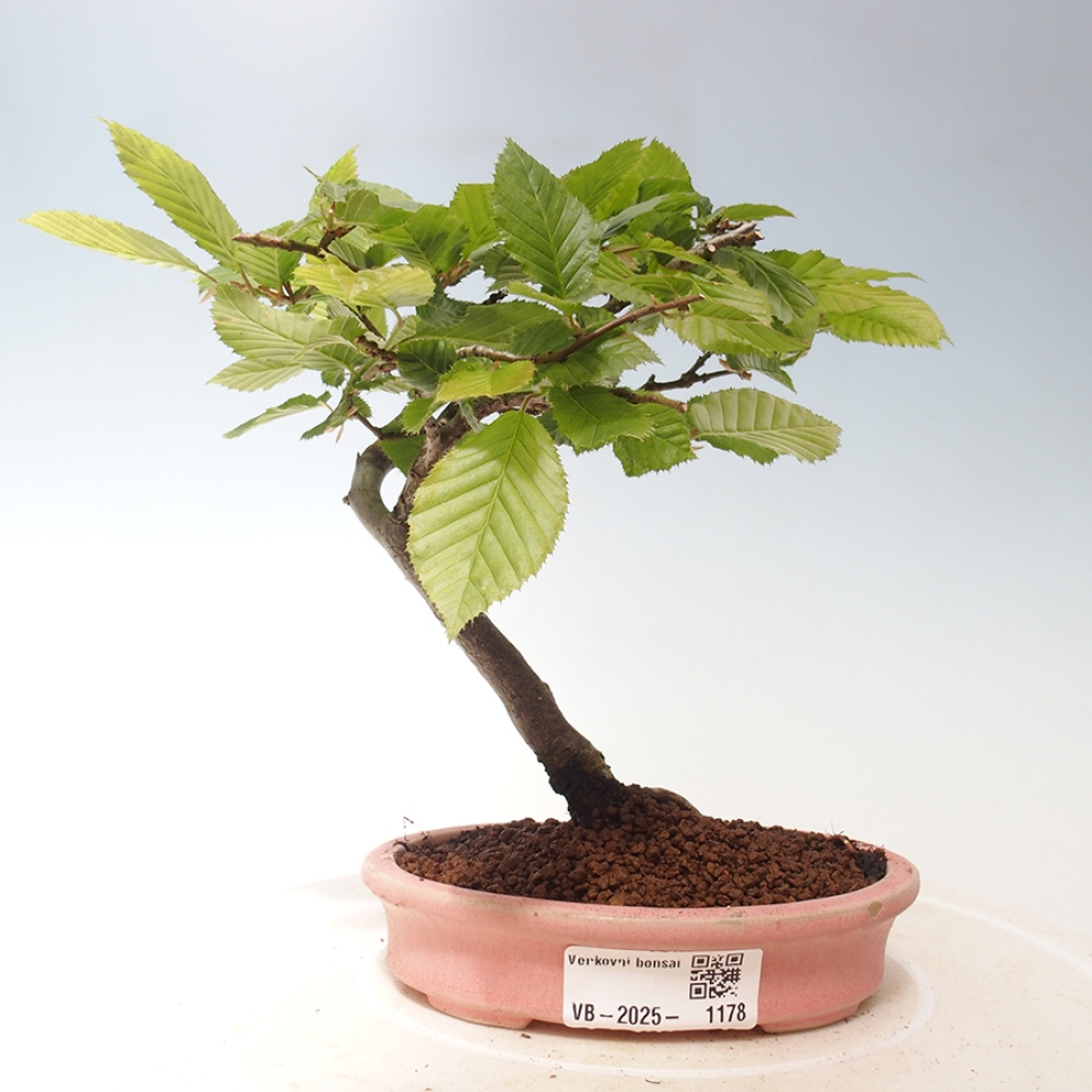 Bonsai im Freien - Carpinus Betulus - Hainbuche