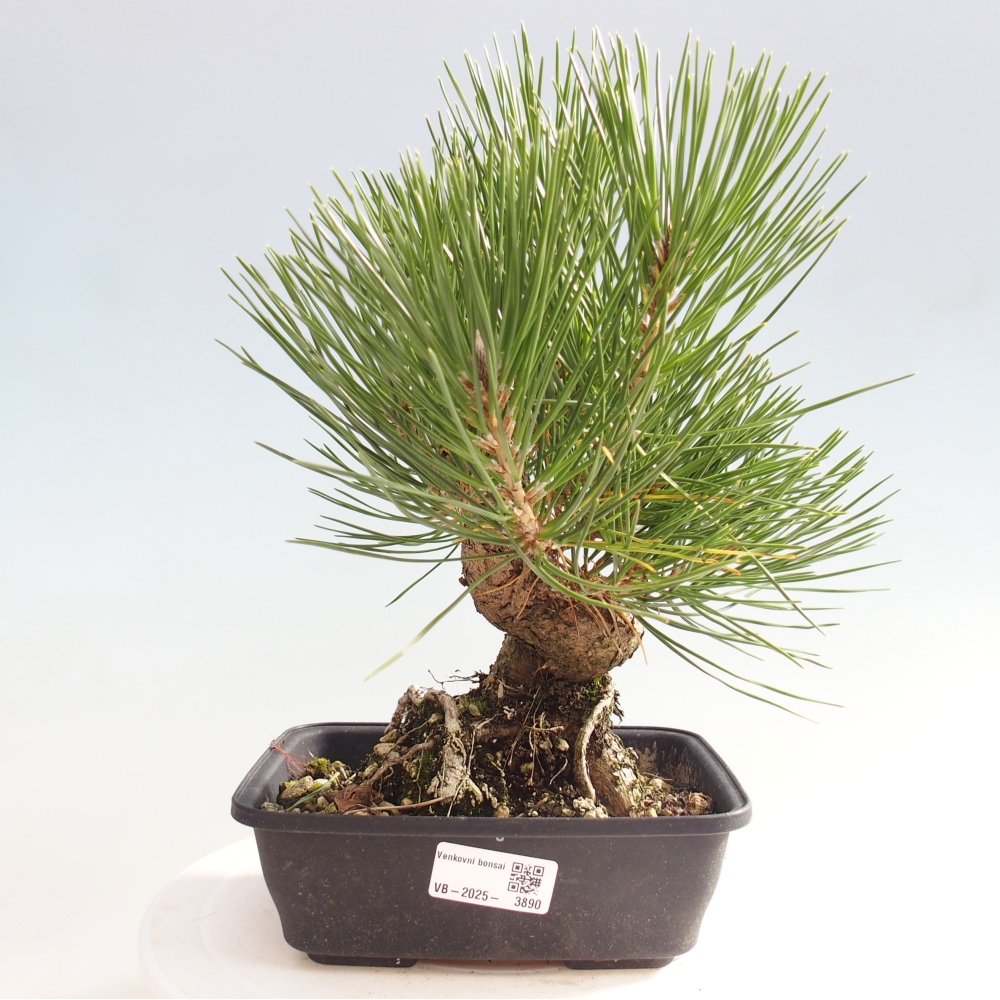 Bonsai für draußen - Pinus thunbergii - Thunberg-Kiefer