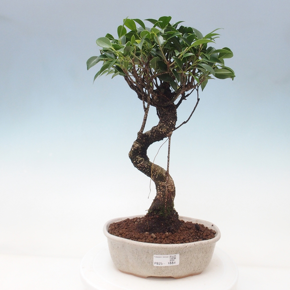 Indoor-Bonsai - Ficus retusa - kleiner Ficus