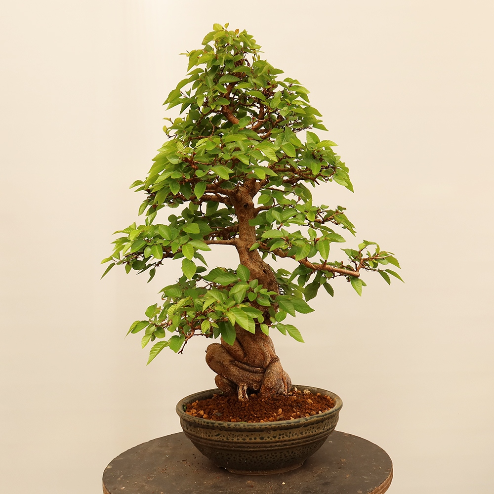 Bonsai im Freien - Carpinus Coreana - Koreanische Hainbuche