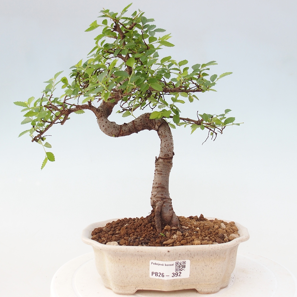 Zimmerbonsai - Ulmus parvifolia - Kleinblättrige Ulme