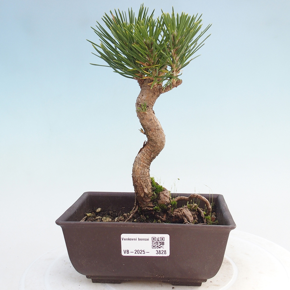 Bonsai für draußen - Pinus thunbergii - Thunberg-Kiefer