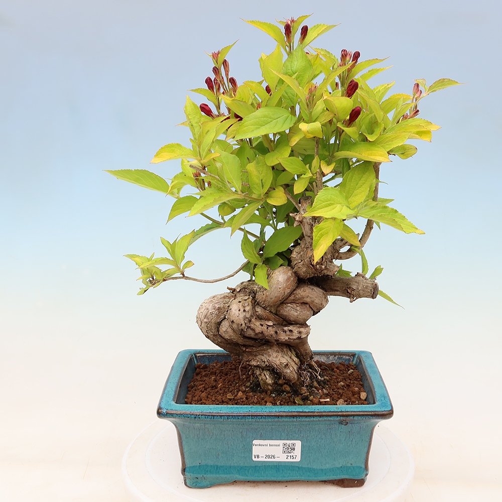 Freiland-Bonsai – Weigela subsessilis – Koreanische Weigela