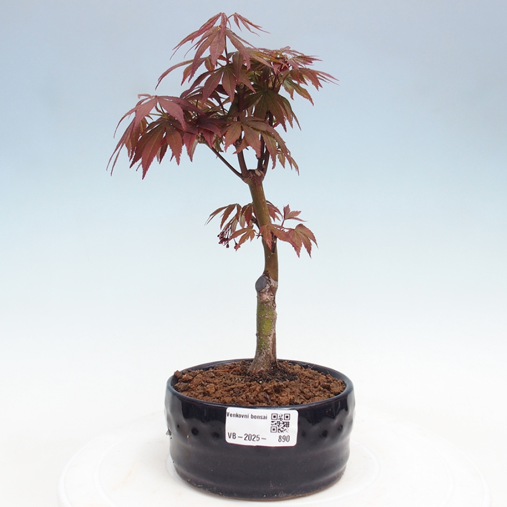 Bonsai im Freien - Acer-Palme. Atropurpureum-Palmenblatt-Ahorn