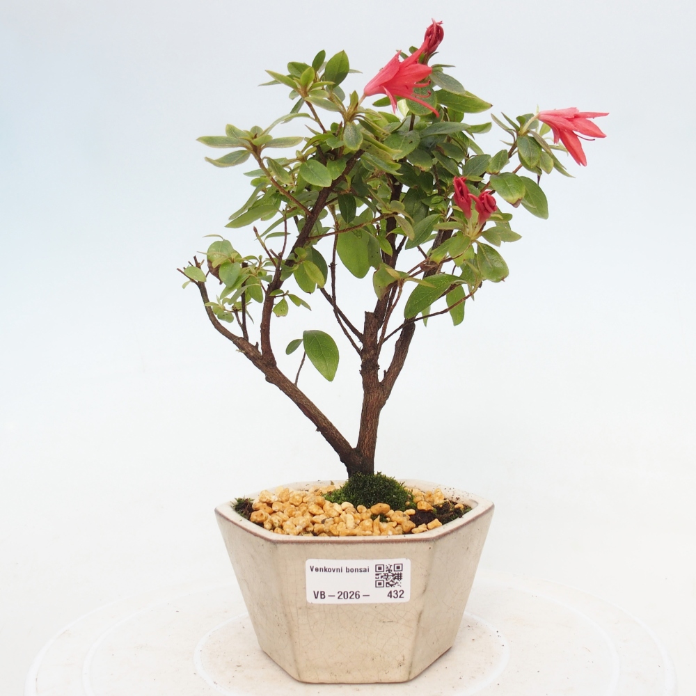 Bonsai für draußen - Japanische Azalee - Azalea sp.