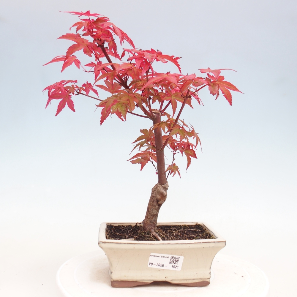 Bonsai für draußen - Acer palmatum DESHOJO