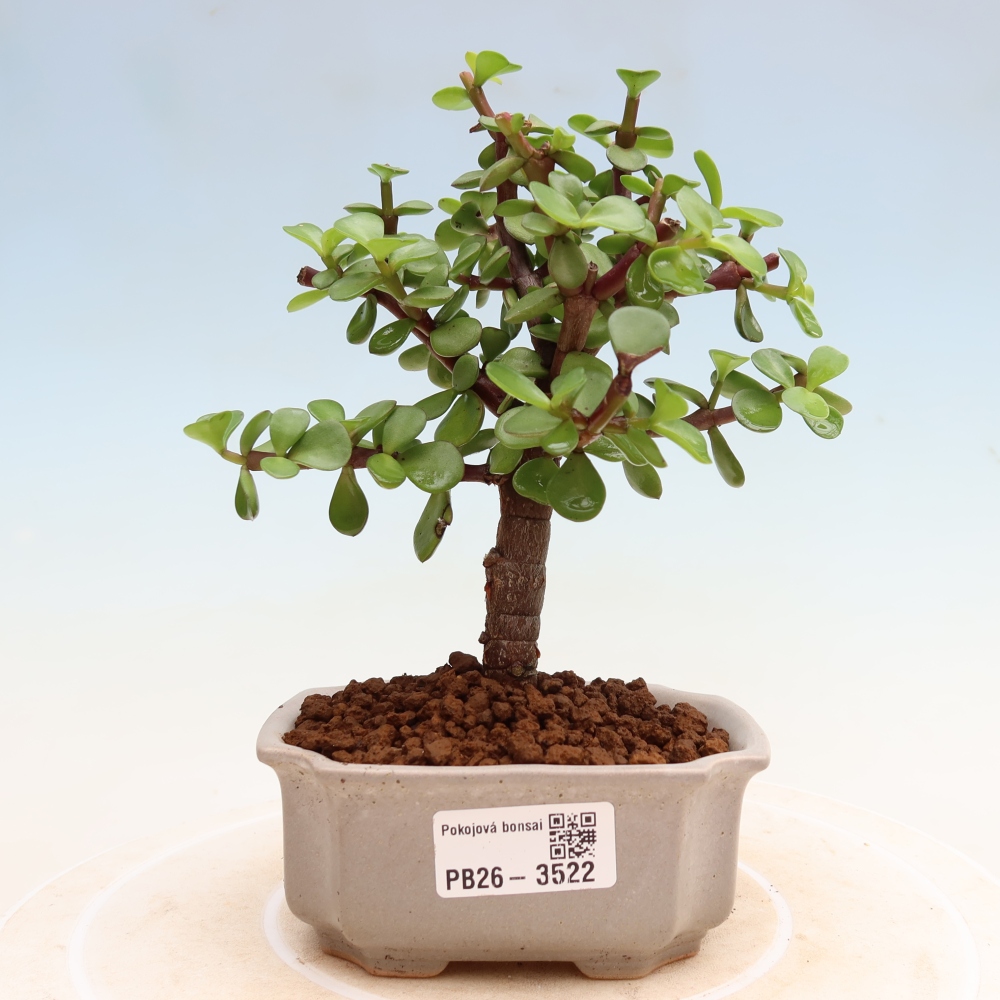 Zimmer Bonsai - Portulakaria Afra - Tlustice