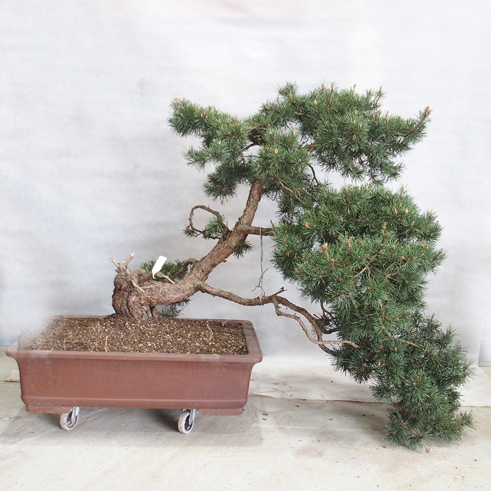 Yamadori - Pinus sylvestris 