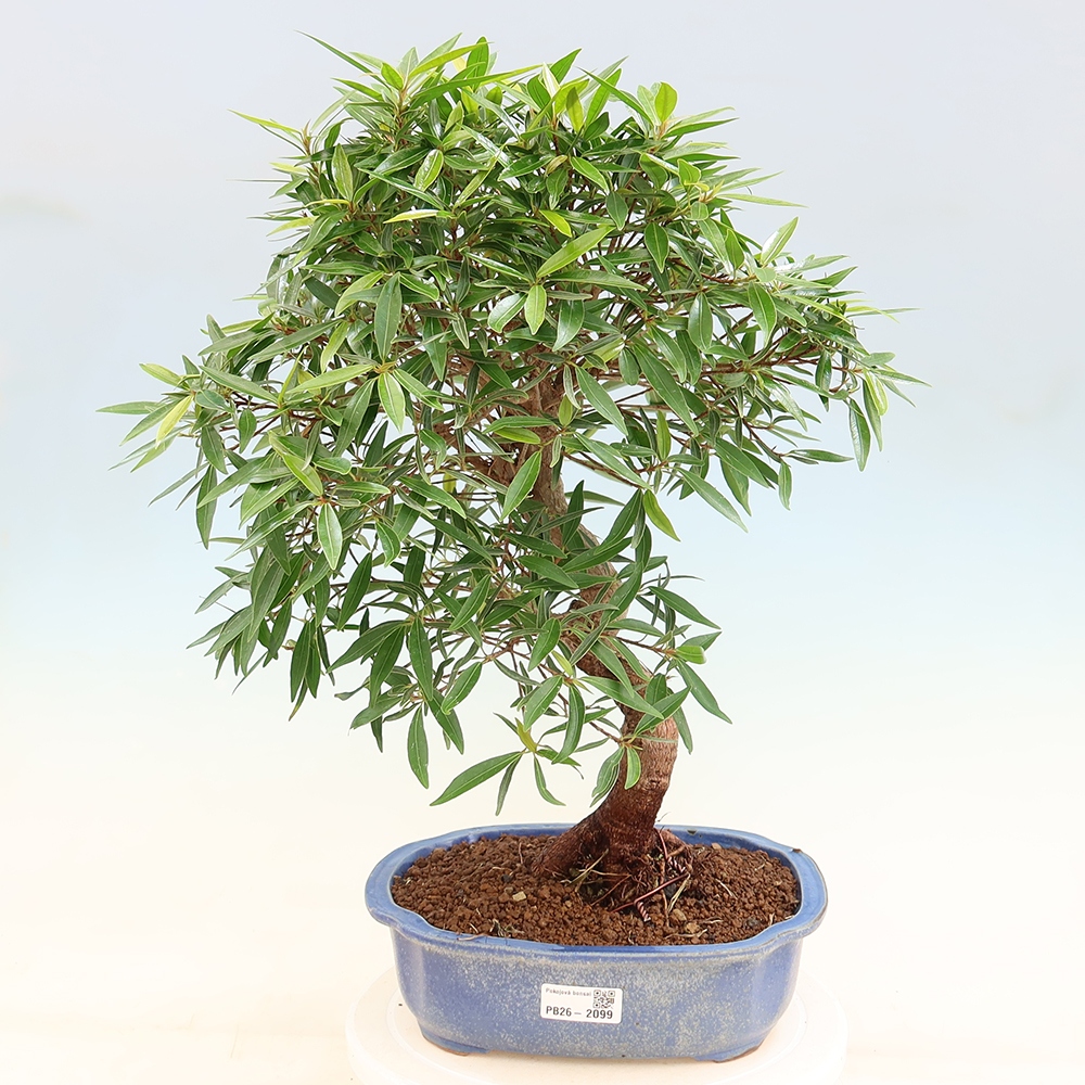 Zimmerbonsai - Ficus nerifolia - Kleinblättriger Ficus