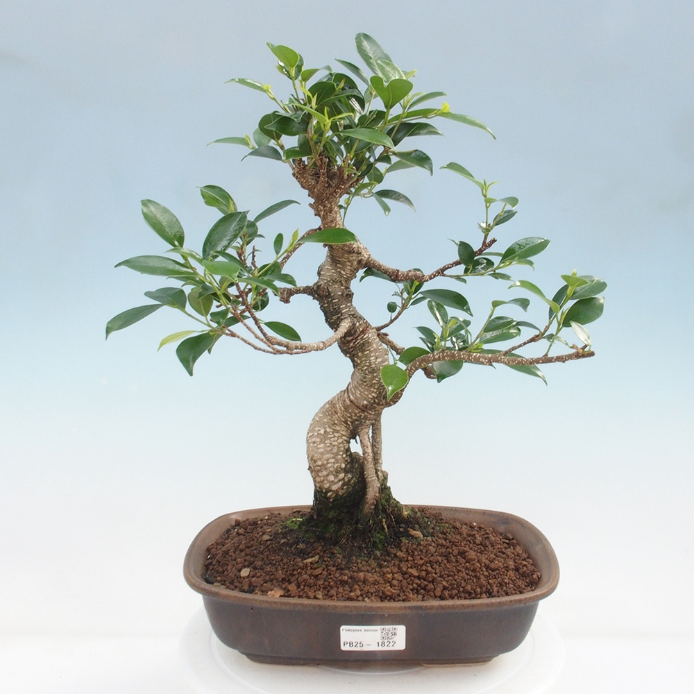 Indoor-Bonsai - Ficus kimmen - kleinblättriger Ficus