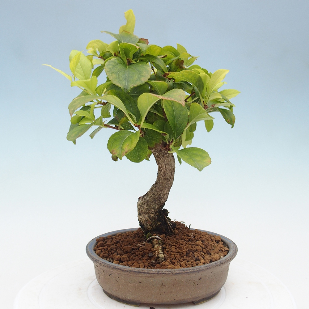Outdoor-Bonsai - Celastrus Jesenec