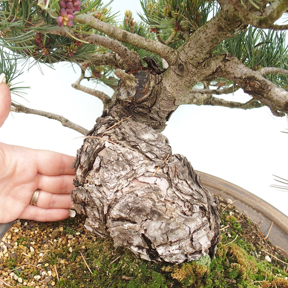 Bonsai für draußen - Pinus parviflora - Pinus parviflora
