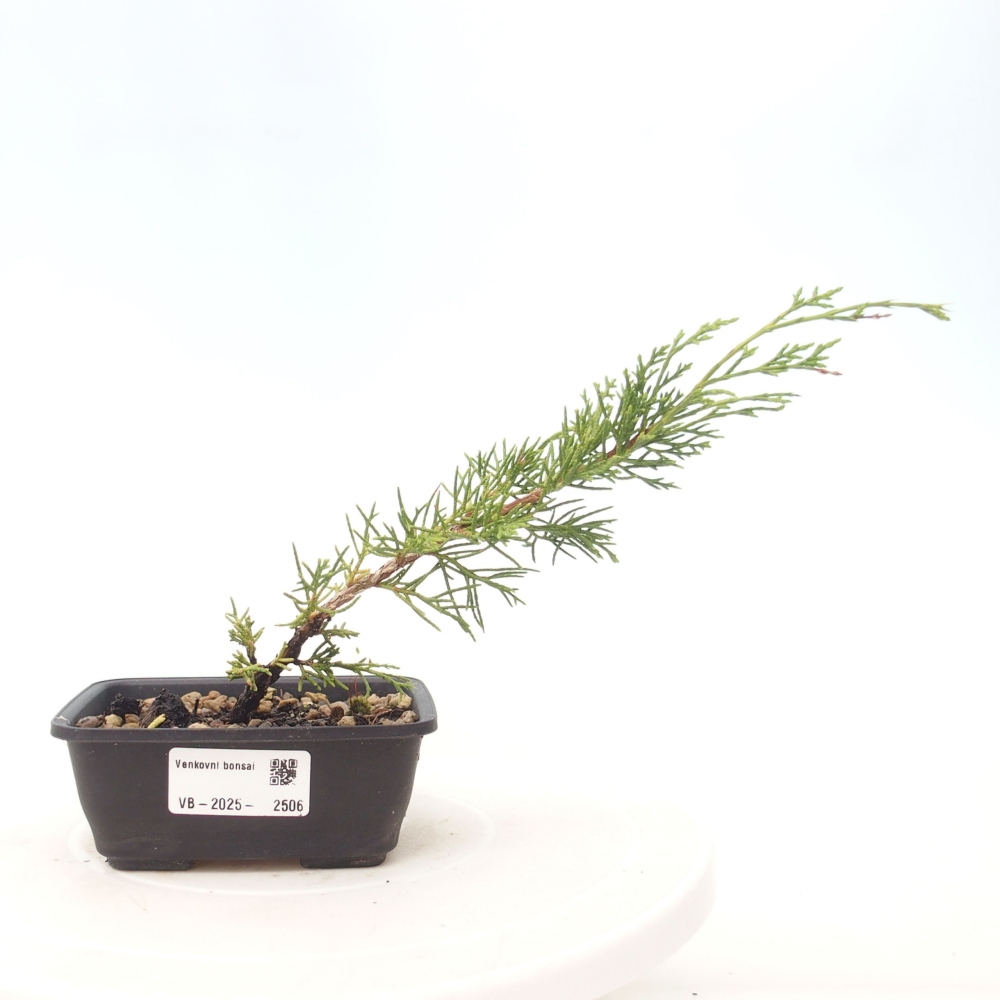 Outdoor bonsai - Juniperus chinensis Itoigawa - Chinese juniper