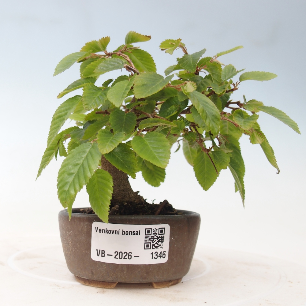 Bonsai für draußen -Carpinus CARPINOIDES - Koreanische Hainbuche