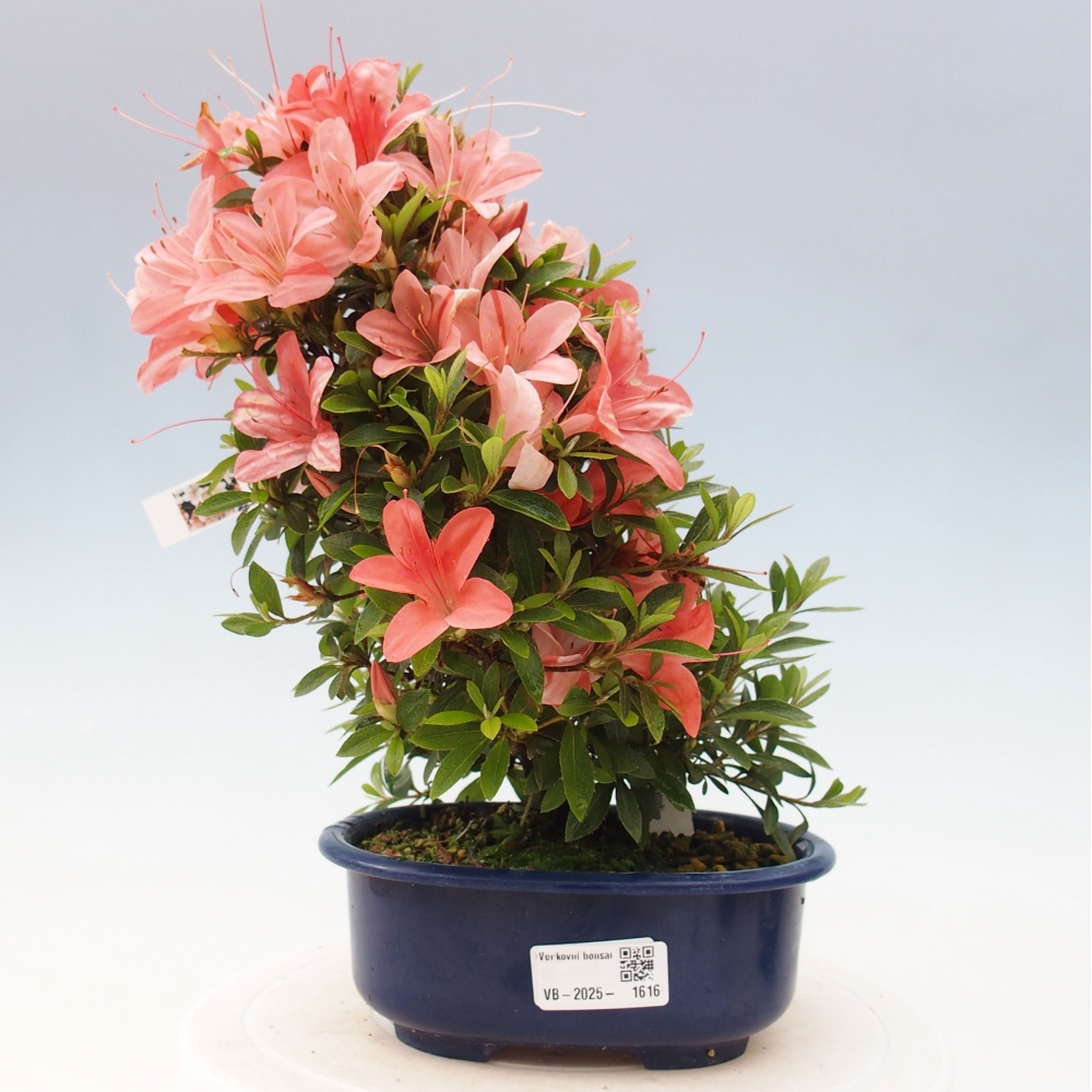 Bonsai im Freien - Japanische Azalee - Azalea Nikko
