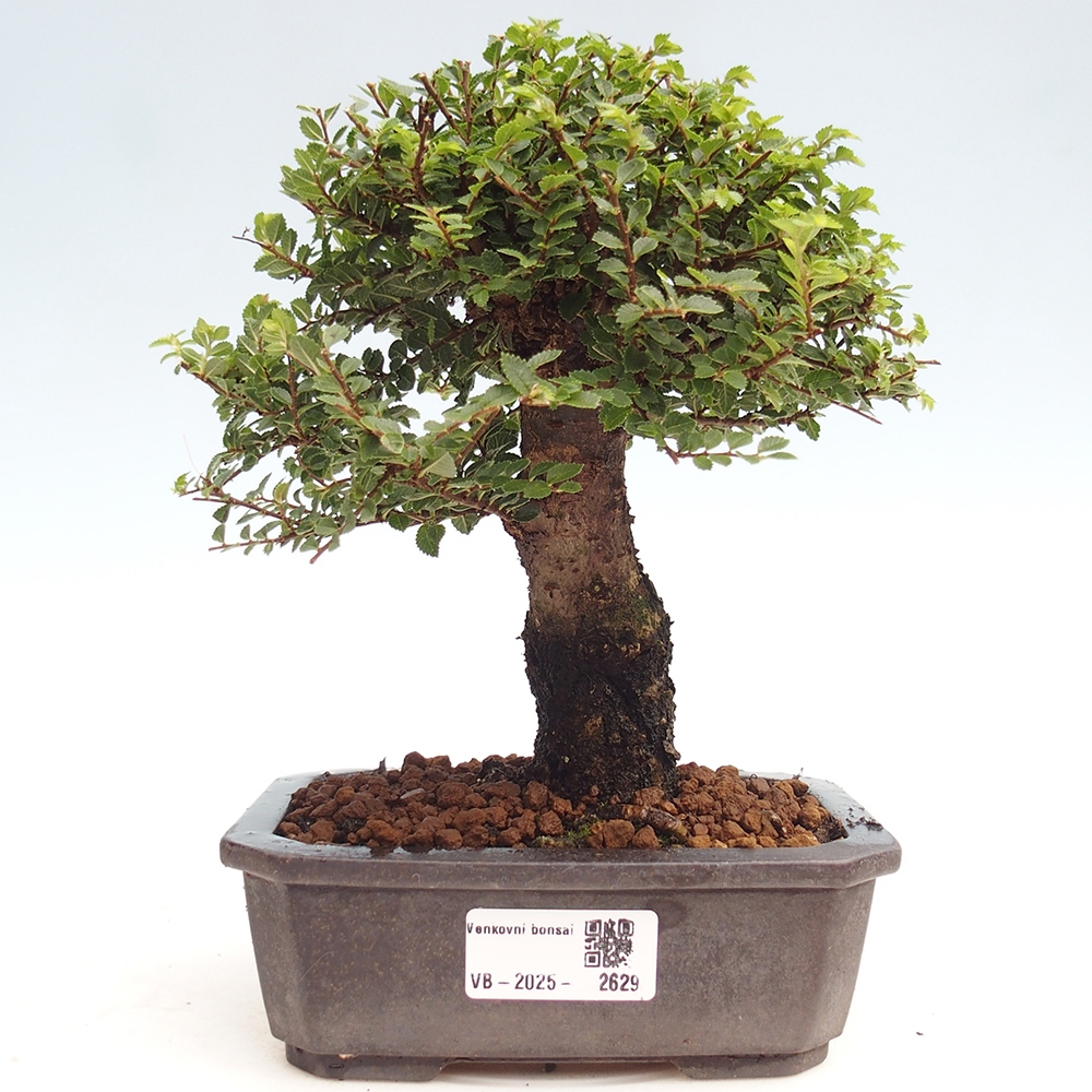 Bonsai im Freien - Ulmus parvifolia Hokkaido - Chinesische Ulme