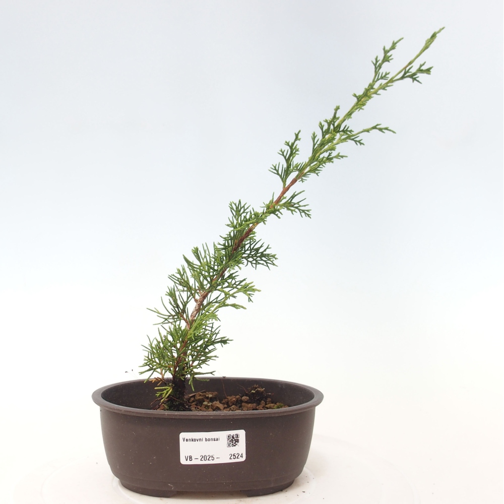Outdoor bonsai - Juniperus chinensis Itoigawa - Chinese juniper