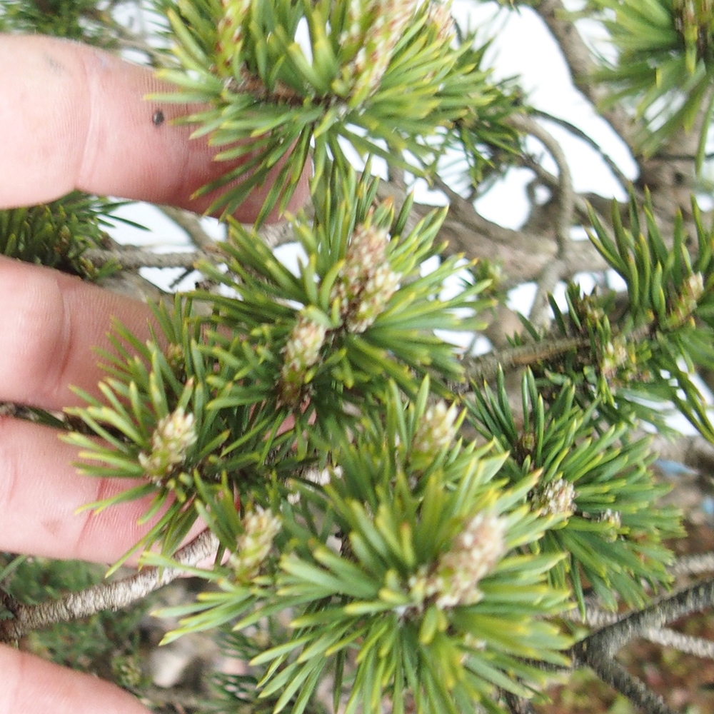 Yamadori - Pinus sylvestris 