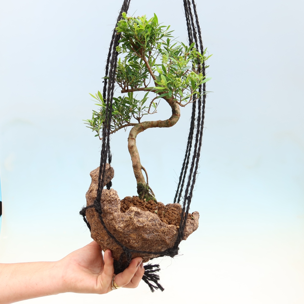 Kokedama in Keramik -Syzygium - Pimentbaum