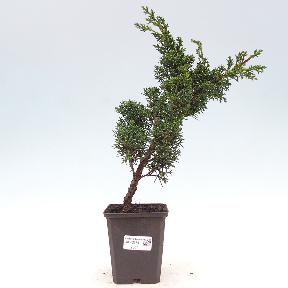 Outdoor-Bonsai - Juniperus chinensis Kishu - Chinesischer Wacholder