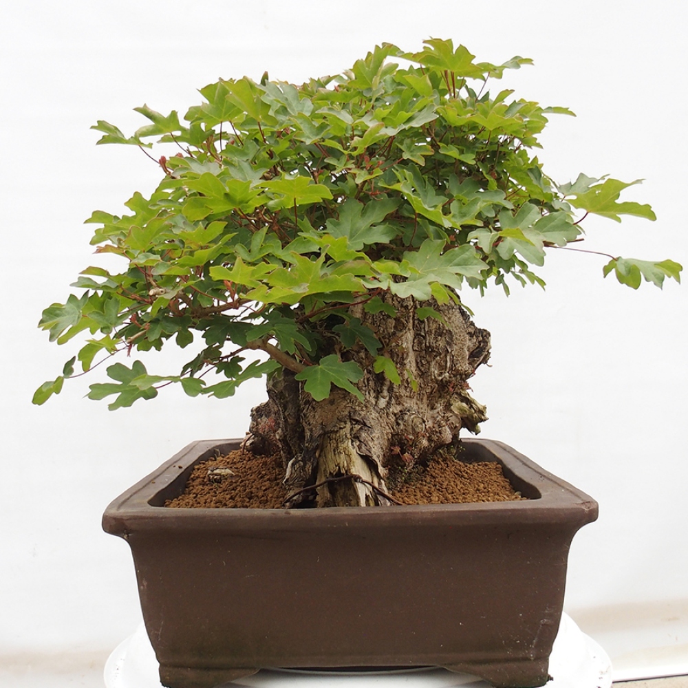 Bonsai im Freien - Französischer Ahorn - Acer Nonspessulanum