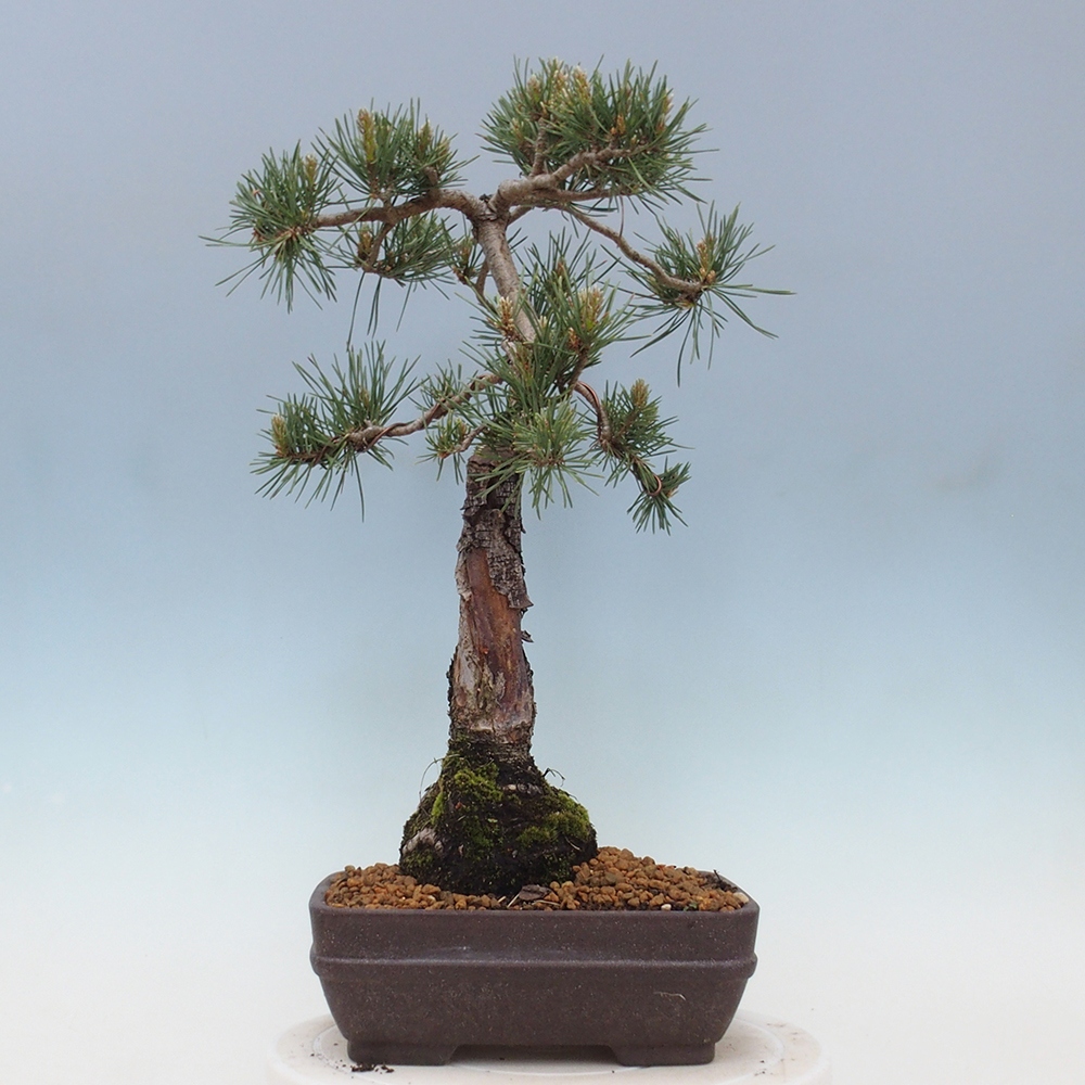 Bonsai im Freien - Pinus Sylvestris - Waldkiefer