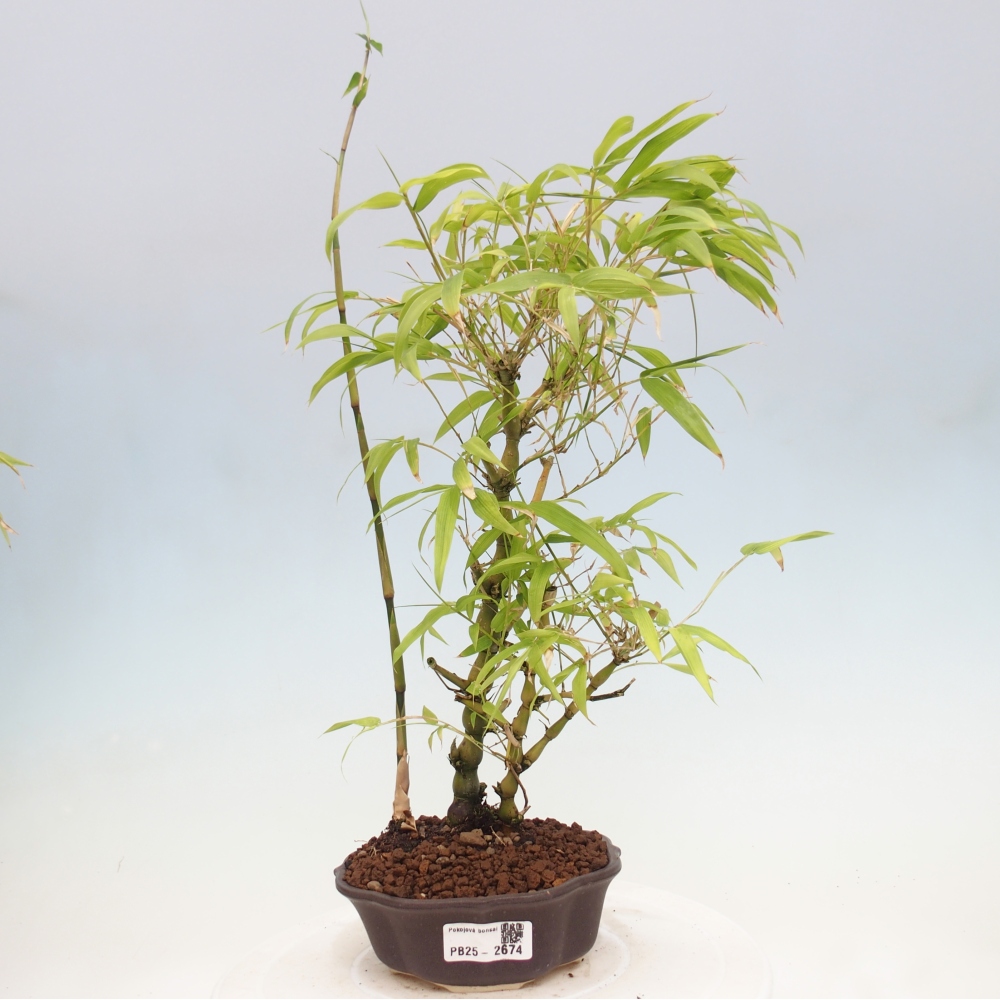 Zimmerbonsai - Bambus-Buddha-Bambus-Buddha-Bauch