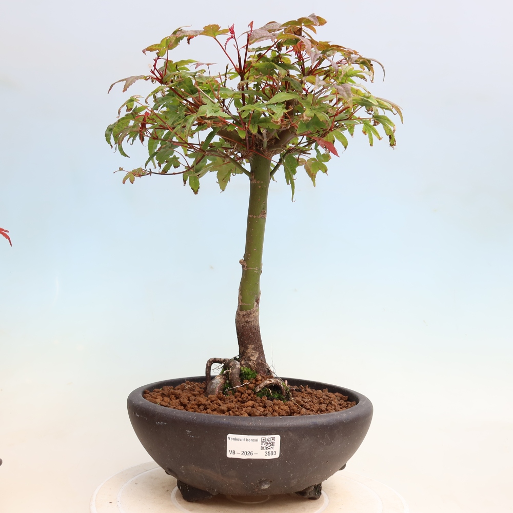Bonsai für draußen - Acer palmatum DESHOJO