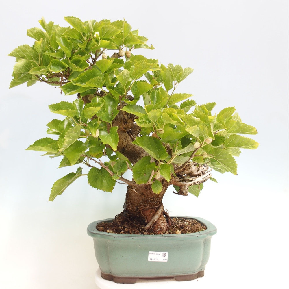 Bonsai im Freien - Morus alba - Maulbeere