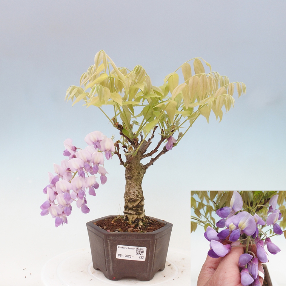 Bonsai im Freien - Wisteria floribunda - Wisteria floribunda