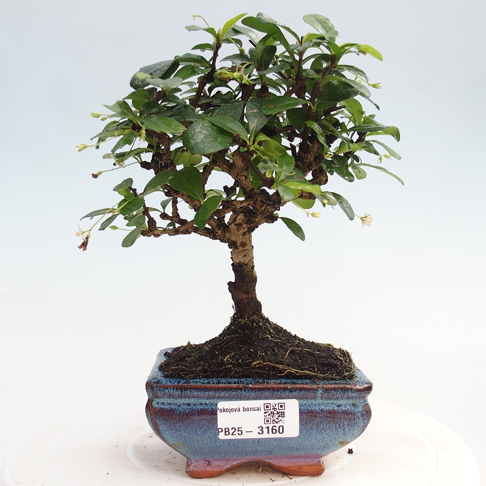 Zimmerbonsai - Carmona Macrophylla - Fuki-Tee
