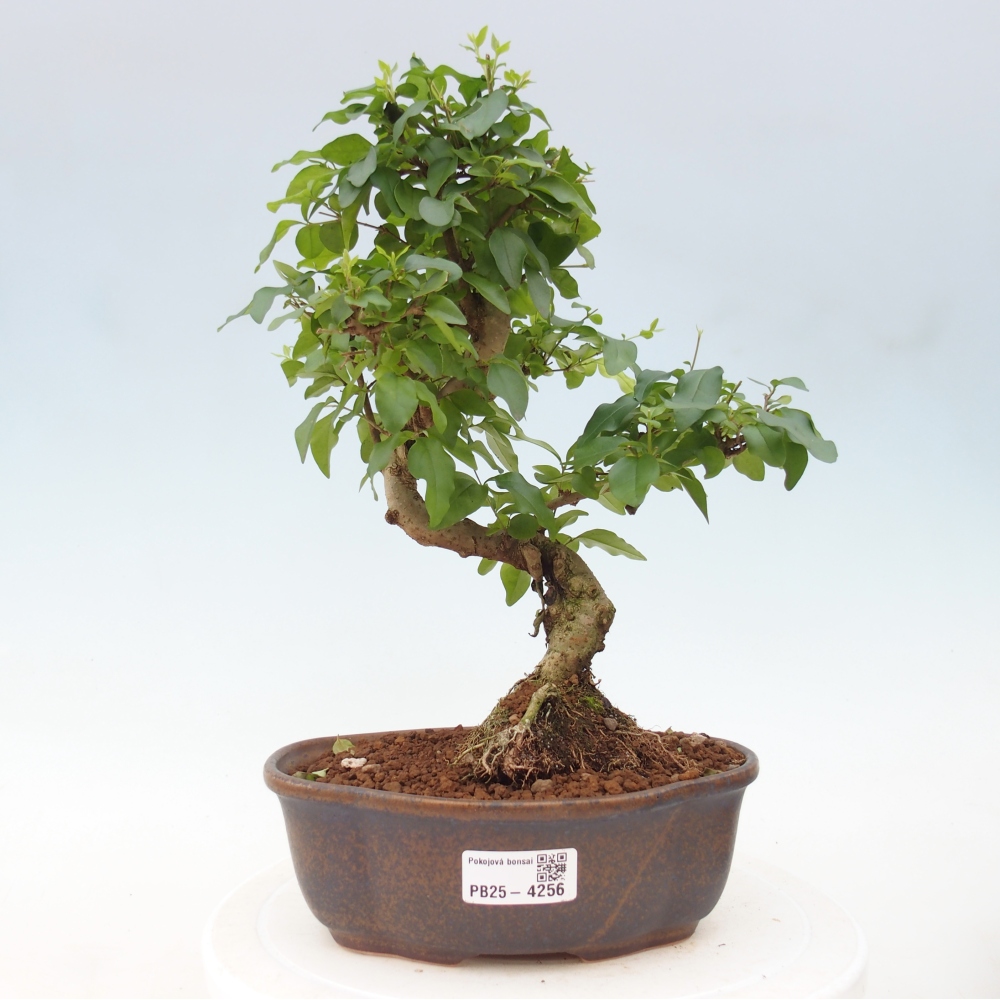 Zimmer Bonsai -Ligustrum chinensis - Vogelschnabel
