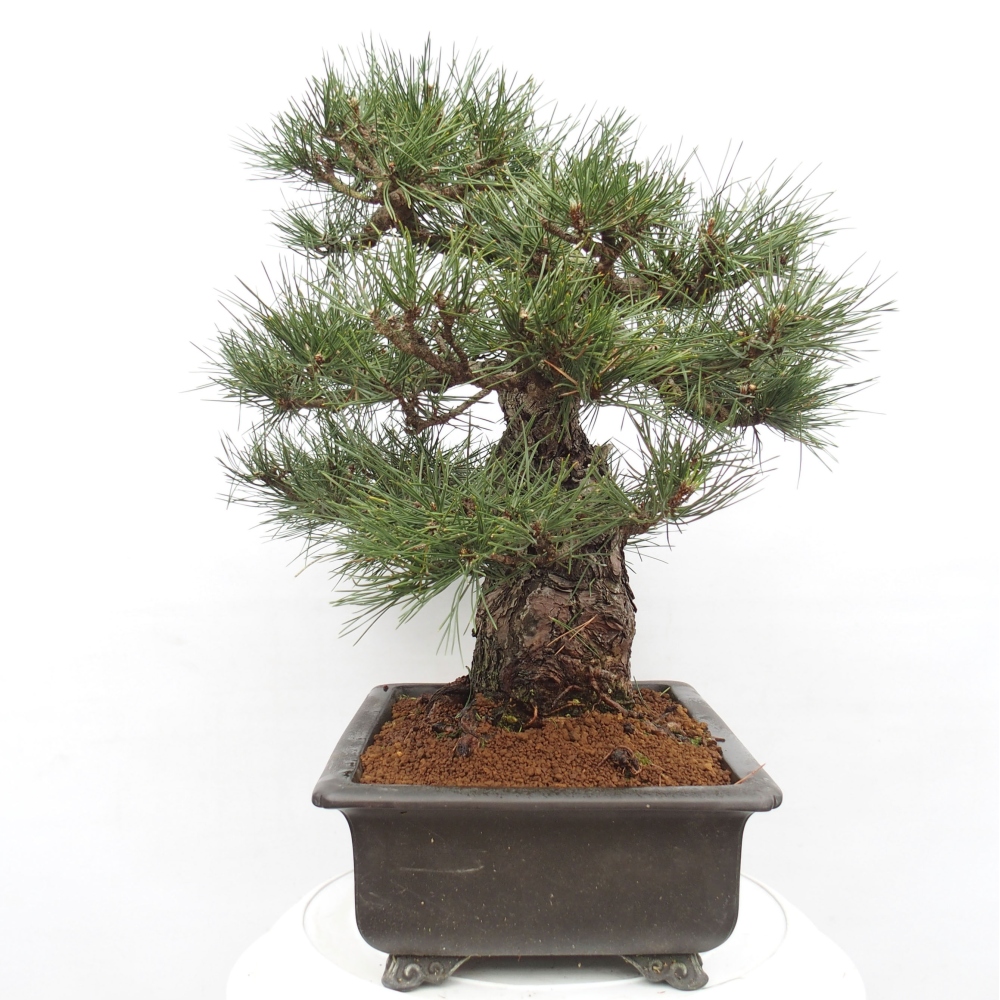 Outdoor-Bonsai - Pinus thunbergii - Thunbergkiefer